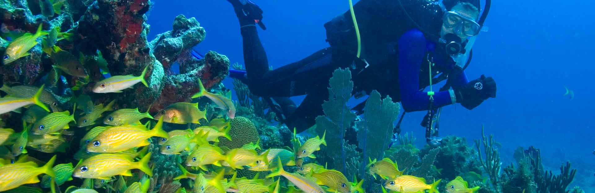 Diving, Beaches, Los Canarreos Archipelago, Coral Reef, Underwater Fauna and FloraTransel.